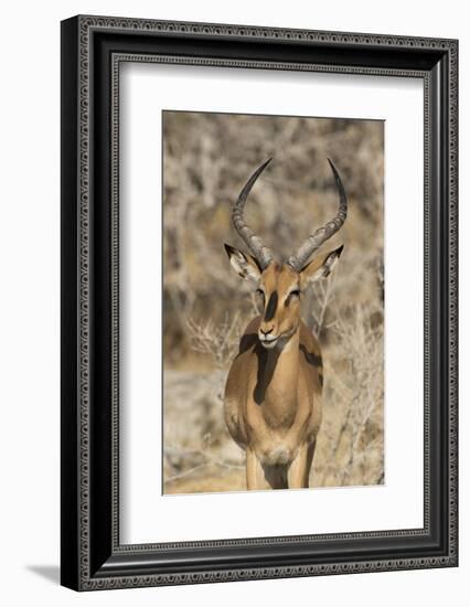 Namibia, Etosha National Park. Portrait of black-faced impala chewing its cud.-Jaynes Gallery-Framed Photographic Print