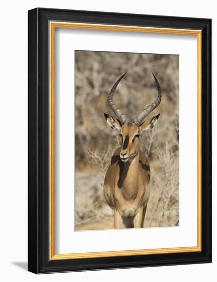 Namibia, Etosha National Park. Portrait of black-faced impala chewing its cud.-Jaynes Gallery-Framed Photographic Print