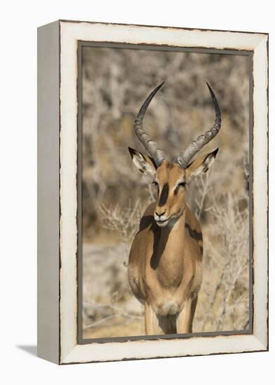 Namibia, Etosha National Park. Portrait of black-faced impala chewing its cud.-Jaynes Gallery-Framed Premier Image Canvas