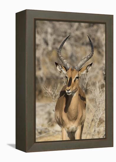 Namibia, Etosha National Park. Portrait of black-faced impala chewing its cud.-Jaynes Gallery-Framed Premier Image Canvas