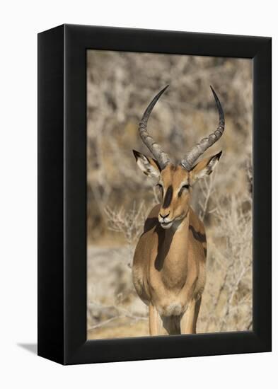 Namibia, Etosha National Park. Portrait of black-faced impala chewing its cud.-Jaynes Gallery-Framed Premier Image Canvas