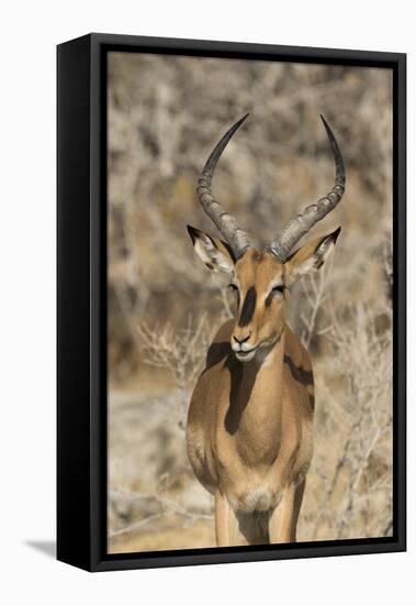 Namibia, Etosha National Park. Portrait of black-faced impala chewing its cud.-Jaynes Gallery-Framed Premier Image Canvas