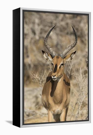 Namibia, Etosha National Park. Portrait of black-faced impala chewing its cud.-Jaynes Gallery-Framed Premier Image Canvas