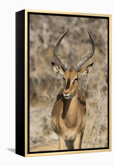 Namibia, Etosha National Park. Portrait of black-faced impala chewing its cud.-Jaynes Gallery-Framed Premier Image Canvas