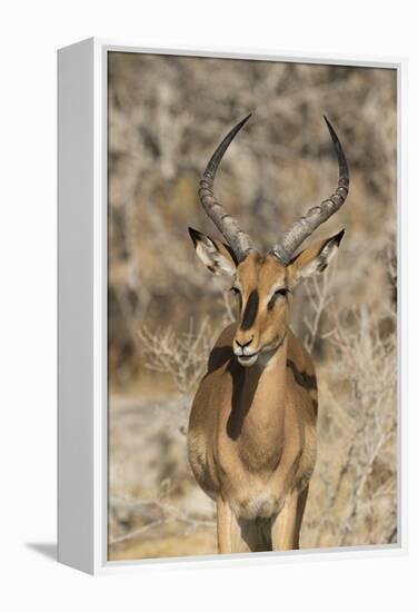 Namibia, Etosha National Park. Portrait of black-faced impala chewing its cud.-Jaynes Gallery-Framed Premier Image Canvas