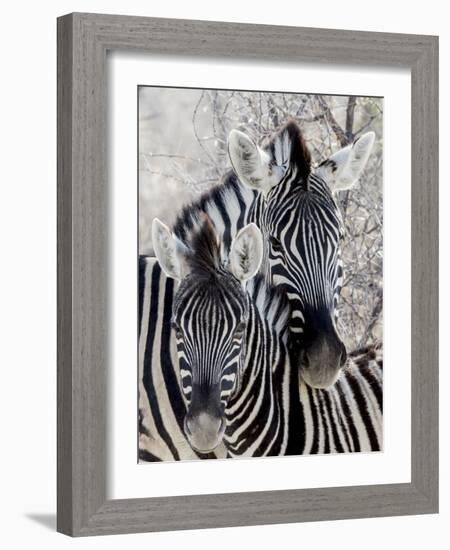 Namibia, Etosha National Park. Portrait of Two Zebras-Wendy Kaveney-Framed Photographic Print