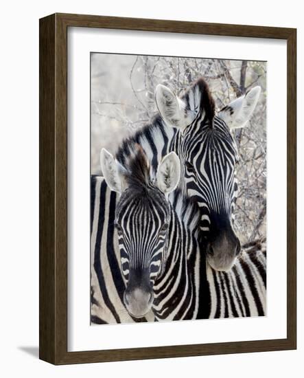 Namibia, Etosha National Park. Portrait of Two Zebras-Wendy Kaveney-Framed Photographic Print