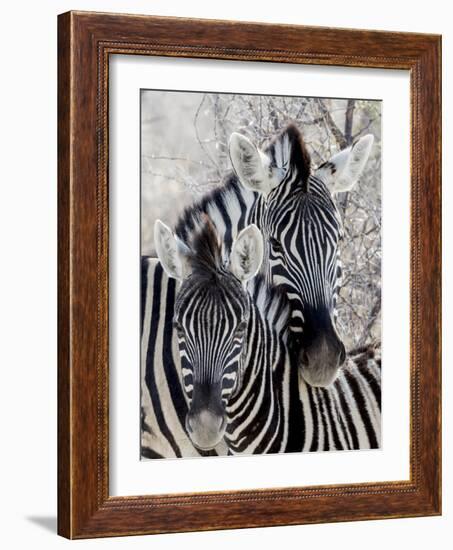 Namibia, Etosha National Park. Portrait of Two Zebras-Wendy Kaveney-Framed Photographic Print