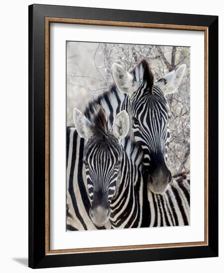 Namibia, Etosha National Park. Portrait of Two Zebras-Wendy Kaveney-Framed Photographic Print