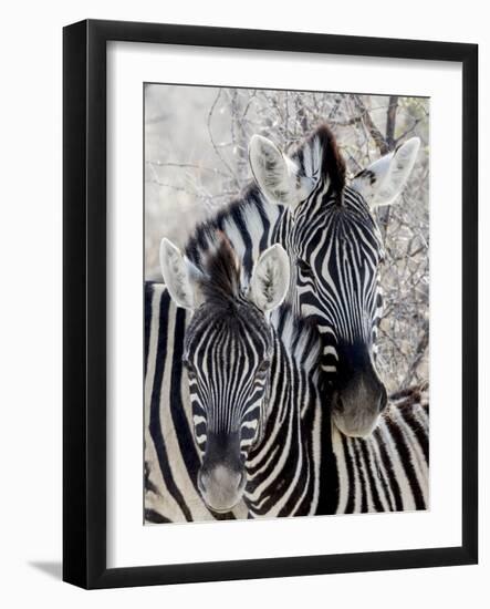 Namibia, Etosha National Park. Portrait of Two Zebras-Wendy Kaveney-Framed Photographic Print