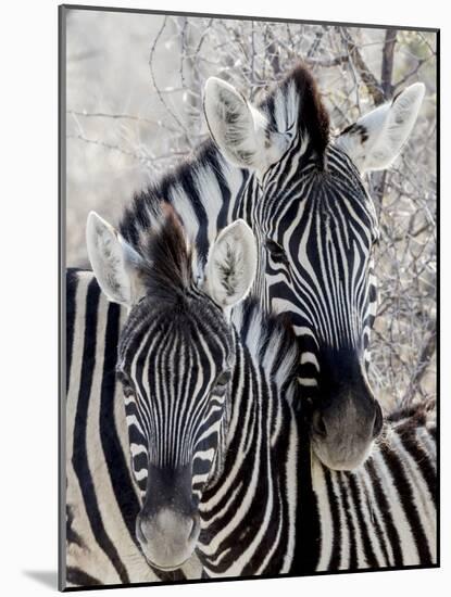 Namibia, Etosha National Park. Portrait of Two Zebras-Wendy Kaveney-Mounted Photographic Print