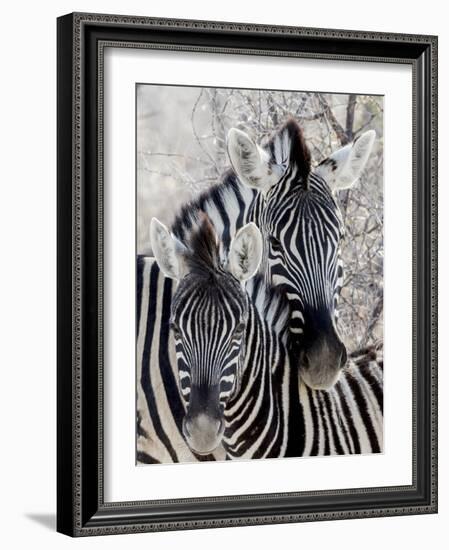 Namibia, Etosha National Park. Portrait of Two Zebras-Wendy Kaveney-Framed Photographic Print