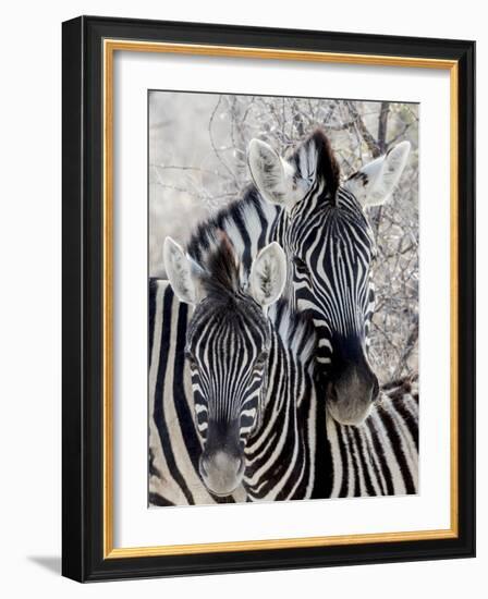 Namibia, Etosha National Park. Portrait of Two Zebras-Wendy Kaveney-Framed Photographic Print