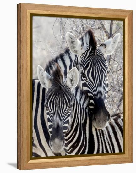 Namibia, Etosha National Park. Portrait of Two Zebras-Wendy Kaveney-Framed Premier Image Canvas