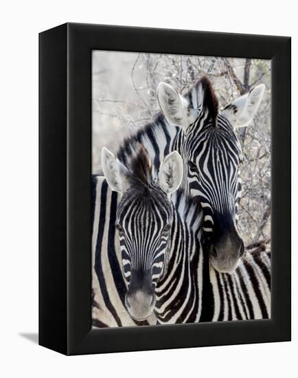 Namibia, Etosha National Park. Portrait of Two Zebras-Wendy Kaveney-Framed Premier Image Canvas