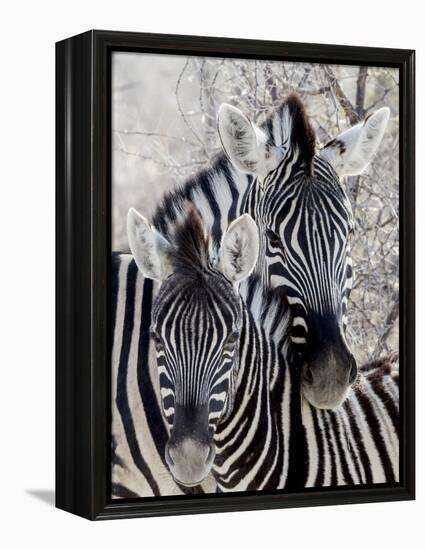 Namibia, Etosha National Park. Portrait of Two Zebras-Wendy Kaveney-Framed Premier Image Canvas