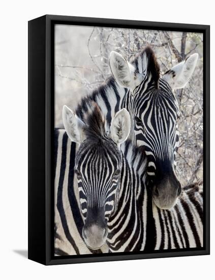 Namibia, Etosha National Park. Portrait of Two Zebras-Wendy Kaveney-Framed Premier Image Canvas