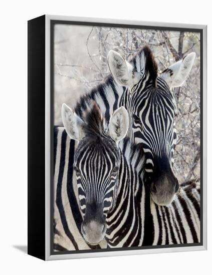 Namibia, Etosha National Park. Portrait of Two Zebras-Wendy Kaveney-Framed Premier Image Canvas