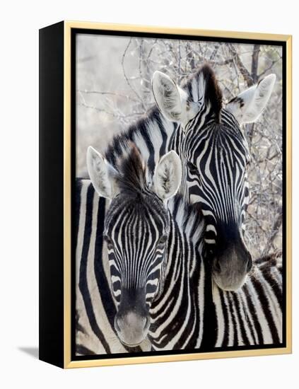 Namibia, Etosha National Park. Portrait of Two Zebras-Wendy Kaveney-Framed Premier Image Canvas