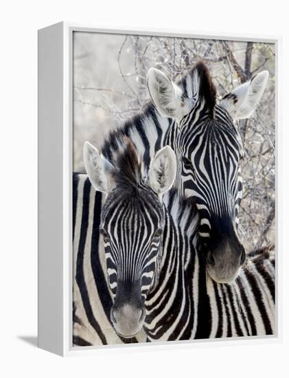 Namibia, Etosha National Park. Portrait of Two Zebras-Wendy Kaveney-Framed Premier Image Canvas