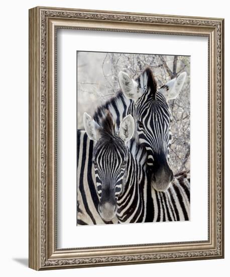 Namibia, Etosha National Park. Portrait of Two Zebras-Wendy Kaveney-Framed Photographic Print