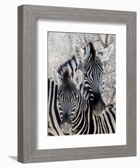 Namibia, Etosha National Park. Portrait of Two Zebras-Wendy Kaveney-Framed Photographic Print