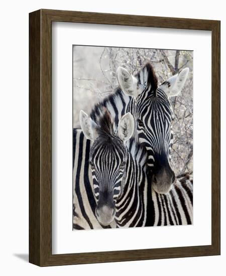 Namibia, Etosha National Park. Portrait of Two Zebras-Wendy Kaveney-Framed Photographic Print