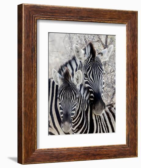 Namibia, Etosha National Park. Portrait of Two Zebras-Wendy Kaveney-Framed Photographic Print