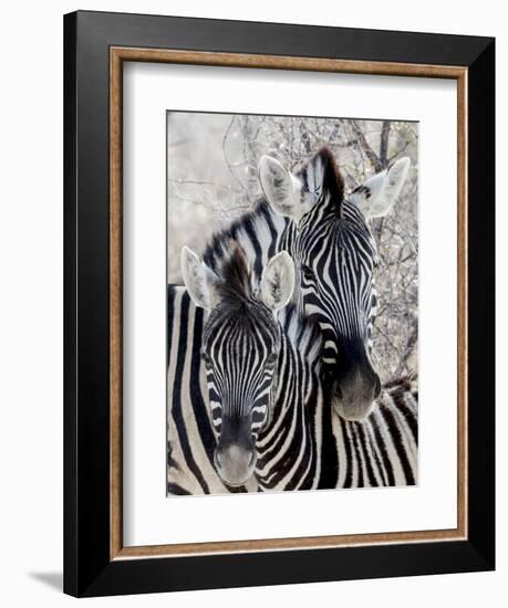 Namibia, Etosha National Park. Portrait of Two Zebras-Wendy Kaveney-Framed Photographic Print