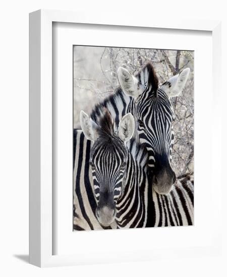 Namibia, Etosha National Park. Portrait of Two Zebras-Wendy Kaveney-Framed Photographic Print