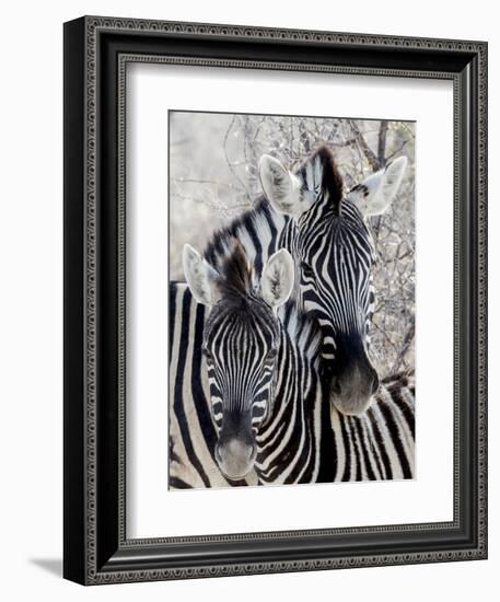 Namibia, Etosha National Park. Portrait of Two Zebras-Wendy Kaveney-Framed Photographic Print