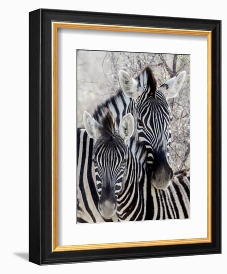 Namibia, Etosha National Park. Portrait of Two Zebras-Wendy Kaveney-Framed Premium Photographic Print