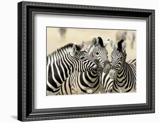 Namibia, Etosha, National Park. Three zebras nose to nose.-Jaynes Gallery-Framed Photographic Print