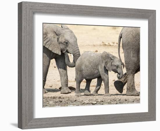 Namibia, Etosha NP. Baby Elephant Walking Between Two Adults-Wendy Kaveney-Framed Photographic Print