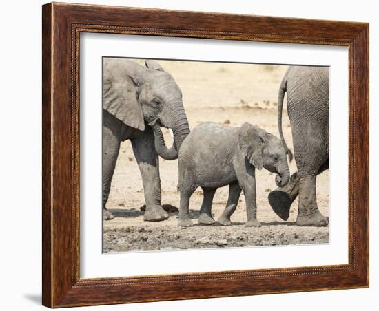 Namibia, Etosha NP. Baby Elephant Walking Between Two Adults-Wendy Kaveney-Framed Photographic Print