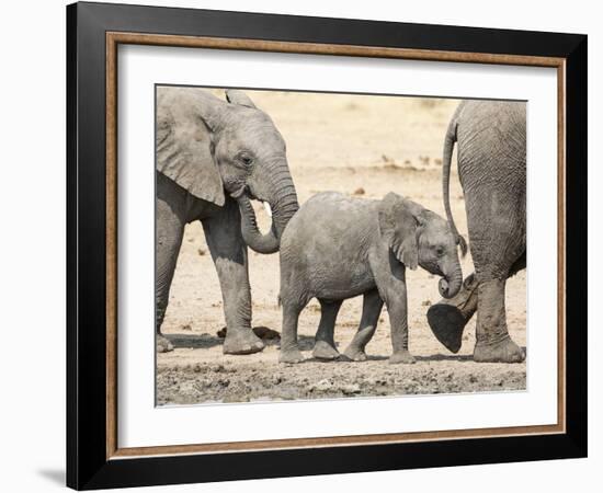 Namibia, Etosha NP. Baby Elephant Walking Between Two Adults-Wendy Kaveney-Framed Photographic Print