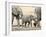 Namibia, Etosha NP. Baby Elephant Walking Between Two Adults-Wendy Kaveney-Framed Photographic Print