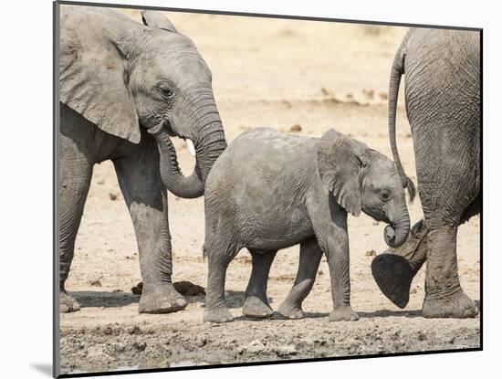 Namibia, Etosha NP. Baby Elephant Walking Between Two Adults-Wendy Kaveney-Mounted Photographic Print