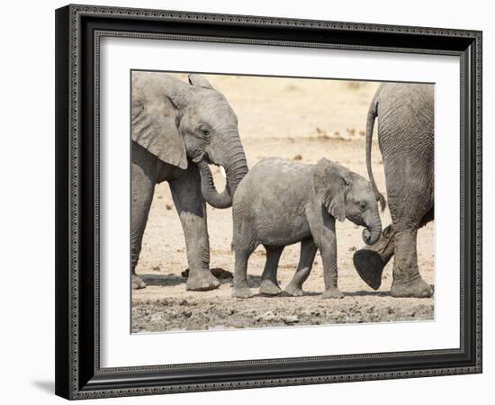 Namibia, Etosha NP. Baby Elephant Walking Between Two Adults-Wendy Kaveney-Framed Photographic Print