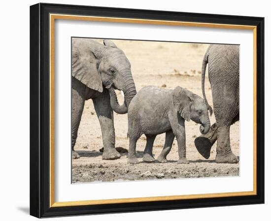 Namibia, Etosha NP. Baby Elephant Walking Between Two Adults-Wendy Kaveney-Framed Photographic Print