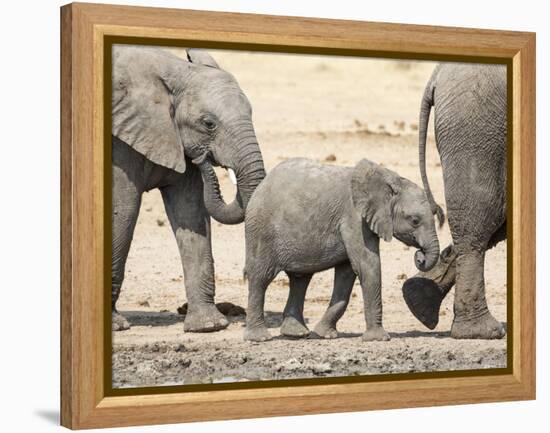 Namibia, Etosha NP. Baby Elephant Walking Between Two Adults-Wendy Kaveney-Framed Premier Image Canvas