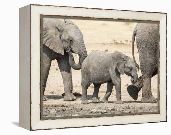 Namibia, Etosha NP. Baby Elephant Walking Between Two Adults-Wendy Kaveney-Framed Premier Image Canvas