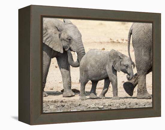 Namibia, Etosha NP. Baby Elephant Walking Between Two Adults-Wendy Kaveney-Framed Premier Image Canvas