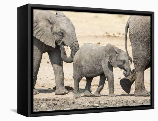 Namibia, Etosha NP. Baby Elephant Walking Between Two Adults-Wendy Kaveney-Framed Premier Image Canvas