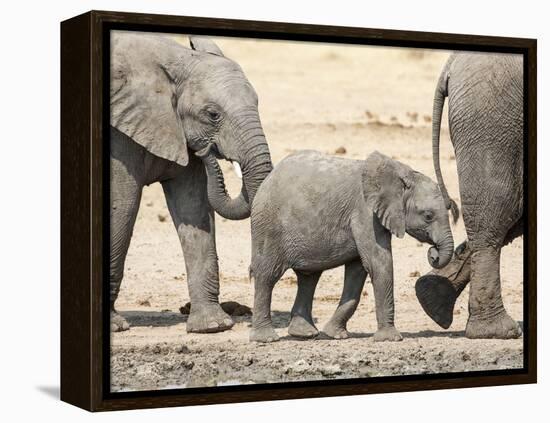 Namibia, Etosha NP. Baby Elephant Walking Between Two Adults-Wendy Kaveney-Framed Premier Image Canvas