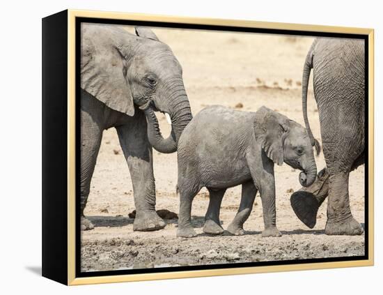 Namibia, Etosha NP. Baby Elephant Walking Between Two Adults-Wendy Kaveney-Framed Premier Image Canvas