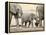 Namibia, Etosha NP. Baby Elephant Walking Between Two Adults-Wendy Kaveney-Framed Premier Image Canvas