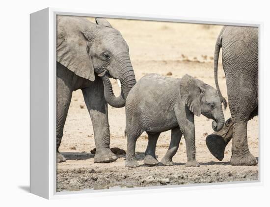 Namibia, Etosha NP. Baby Elephant Walking Between Two Adults-Wendy Kaveney-Framed Premier Image Canvas