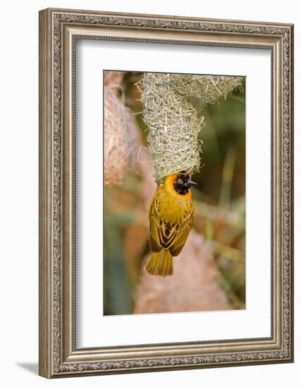 Namibia, Kaokoveld Conservation Area. Male masked weaver building a nest.-Ellen Goff-Framed Photographic Print