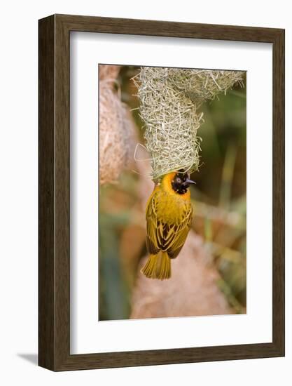 Namibia, Kaokoveld Conservation Area. Male masked weaver building a nest.-Ellen Goff-Framed Photographic Print